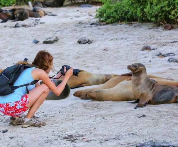 A woman with a backpack and camera crouches on a sandy beach, photographing a curious sea lion pup. Nearby, more sea lions rest. Verdant foliage in the background.