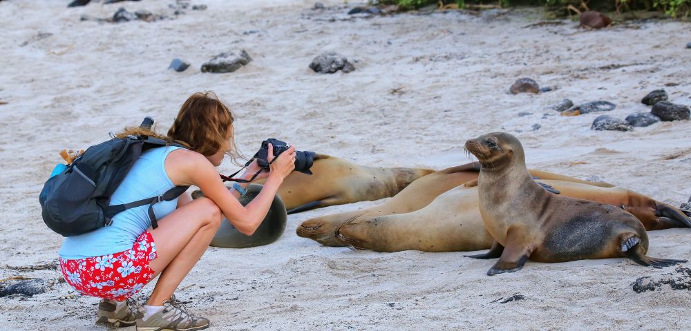 A woman with a backpack and camera crouches on a sandy beach, photographing a curious sea lion pup. Nearby, more sea lions rest. Verdant foliage in the background.