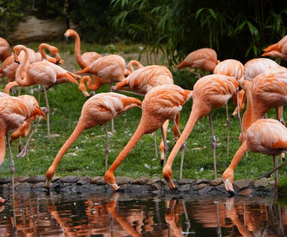 26 Day Galapagos Islands and South America tour Image 3