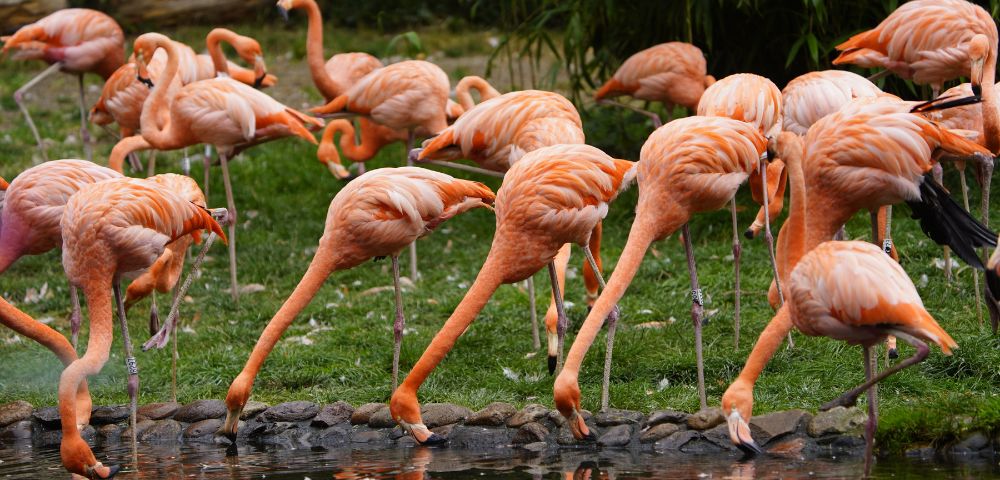26 Day Galapagos Islands and South America tour Image 3