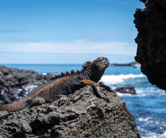 26 Day Galapagos Islands and South America tour Main Image
