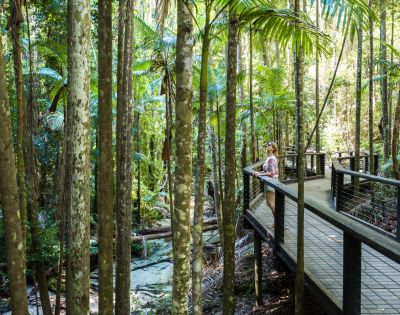 A person in casual attire stands on a wooden boardwalk amidst a lush, sunlit rainforest. Tall trees and vibrant green foliage create a serene atmosphere.