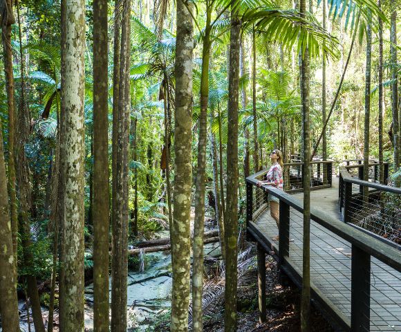 A person in casual attire stands on a wooden boardwalk amidst a lush, sunlit rainforest. Tall trees and vibrant green foliage create a serene atmosphere.