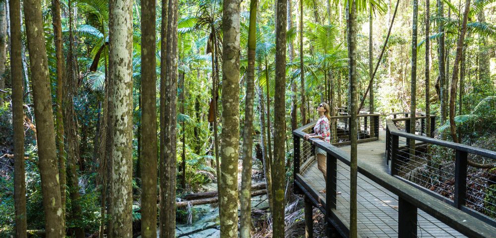 A person in casual attire stands on a wooden boardwalk amidst a lush, sunlit rainforest. Tall trees and vibrant green foliage create a serene atmosphere.