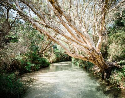 A serene river winds beneath leaning trees with pale, textured bark in a lush forest. Sunlight filters through the leaves, creating a peaceful atmosphere.