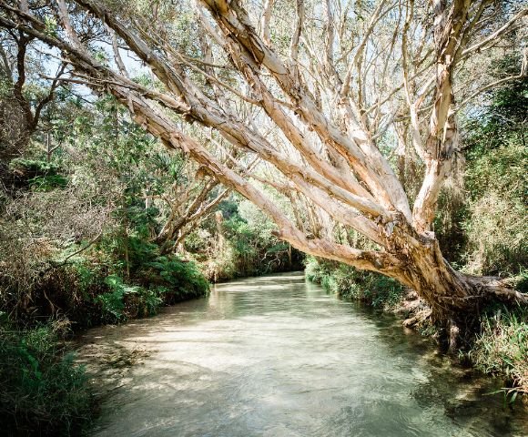 A serene river winds beneath leaning trees with pale, textured bark in a lush forest. Sunlight filters through the leaves, creating a peaceful atmosphere.