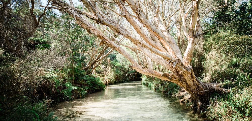 A serene river winds beneath leaning trees with pale, textured bark in a lush forest. Sunlight filters through the leaves, creating a peaceful atmosphere.