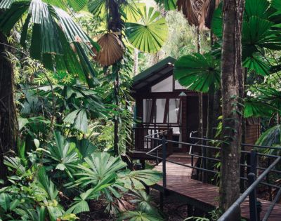 A wooden cabin with large windows is nestled in a lush tropical forest. Surrounded by towering trees and broad-leafed plants, it conveys a serene and secluded atmosphere.
