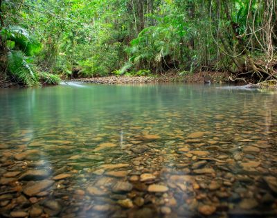 Serene clear stream with visible pebbles flows through lush green rainforest, conveying tranquility and natural beauty in a vibrant setting.