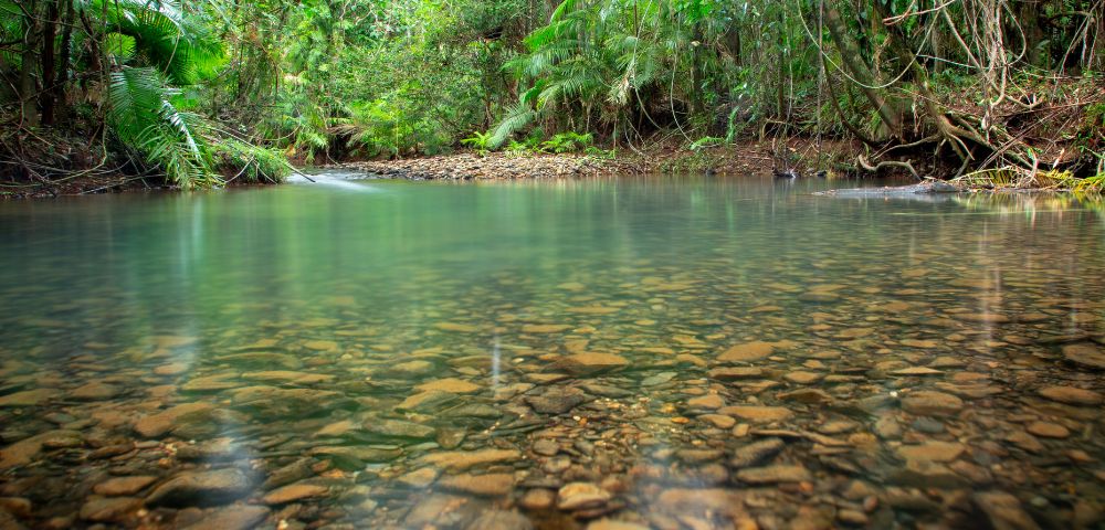 Serene clear stream with visible pebbles flows through lush green rainforest, conveying tranquility and natural beauty in a vibrant setting.