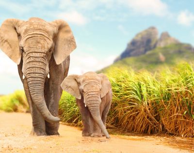 Two elephants, an adult and a calf, walk side by side on a sunny path. Tall grass and distant mountains provide a serene, natural backdrop.