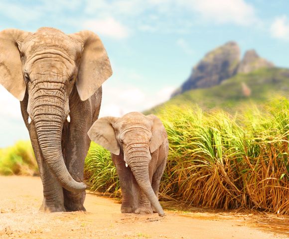 Two elephants, an adult and a calf, walk side by side on a sunny path. Tall grass and distant mountains provide a serene, natural backdrop.