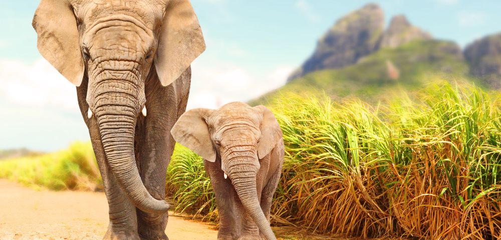Two elephants, an adult and a calf, walk side by side on a sunny path. Tall grass and distant mountains provide a serene, natural backdrop.