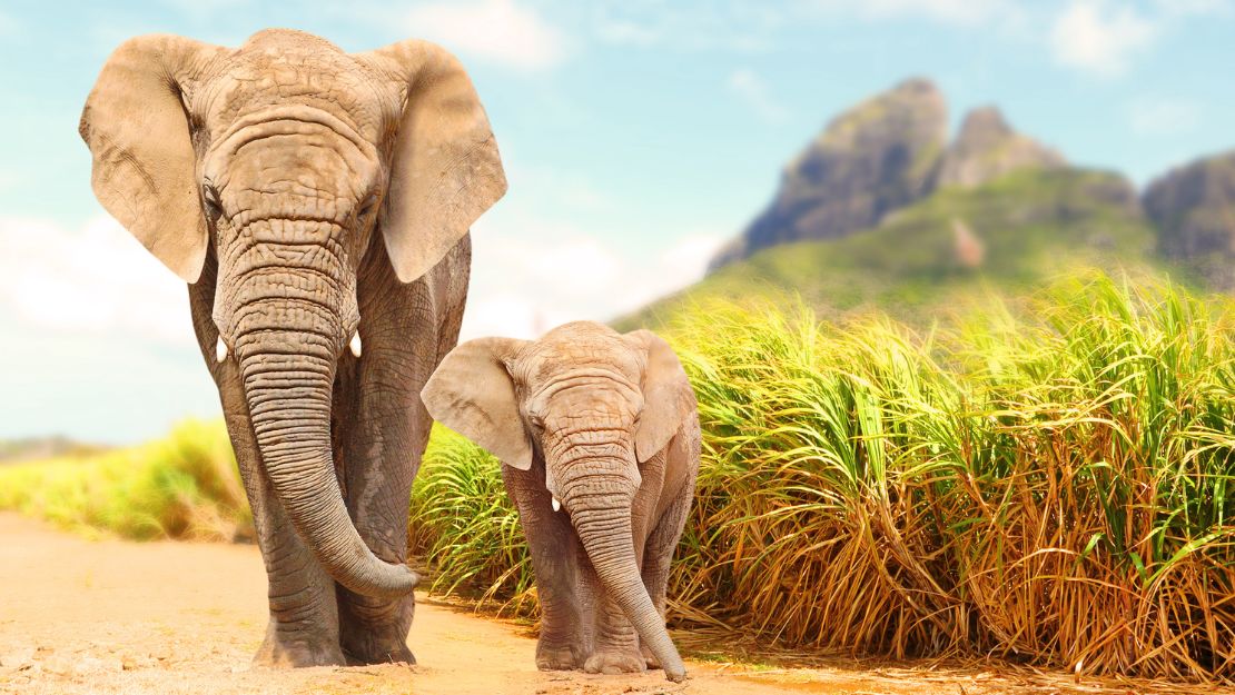 Print Stylesheet Image