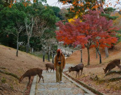 A person walks on a path in a park surrounded by deer and vibrant autumn trees with red leaves. The scene is serene and natural.