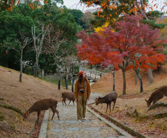 A person walks on a path in a park surrounded by deer and vibrant autumn trees with red leaves. The scene is serene and natural.