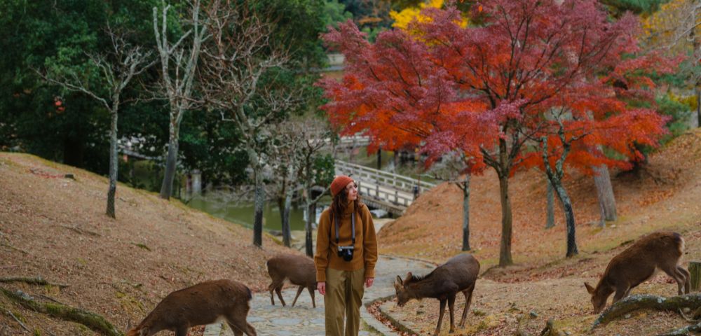 A person walks on a path in a park surrounded by deer and vibrant autumn trees with red leaves. The scene is serene and natural.