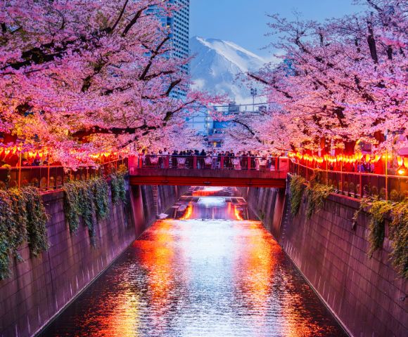 Vibrant cherry blossoms frame a lit-up river at sunset, with a bridge and crowd reflecting in the water. Majestic mountains loom in the background. Serene and lively.