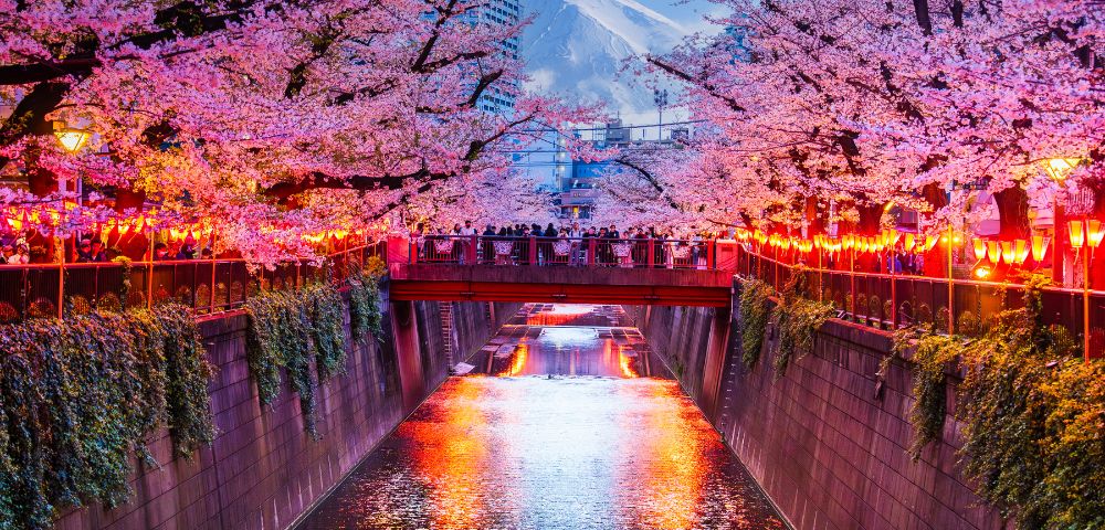 Vibrant cherry blossoms frame a lit-up river at sunset, with a bridge and crowd reflecting in the water. Majestic mountains loom in the background. Serene and lively.