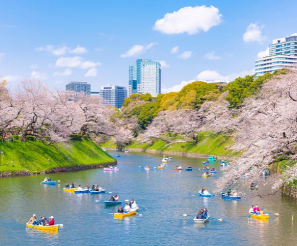 People paddle colorful boats along a tranquil river lined with cherry blossom trees on a clear, sunny day. Skyscrapers stand in the distance.