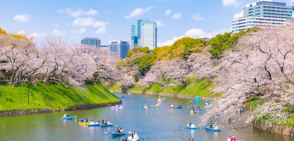People paddle colorful boats along a tranquil river lined with cherry blossom trees on a clear, sunny day. Skyscrapers stand in the distance.