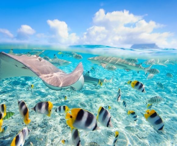 Pacific Jewels & Astonishing Alaska from Sydney | Anthem of the Seas Image 1