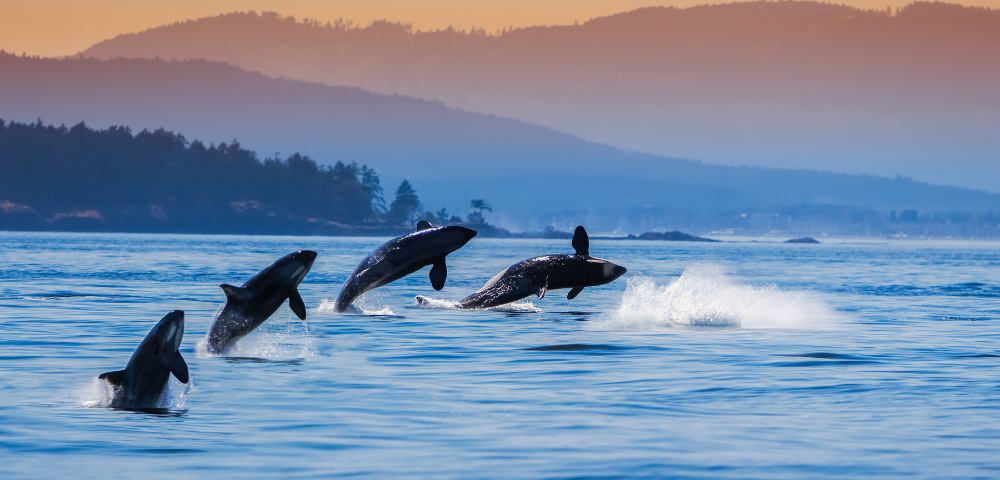 Pacific Jewels & Astonishing Alaska from Sydney | Anthem of the Seas Image 4