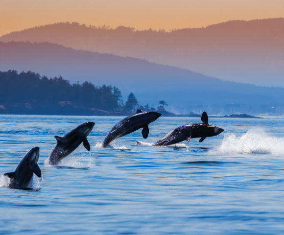 Pacific Jewels & Astonishing Alaska from Sydney | Anthem of the Seas Image 4