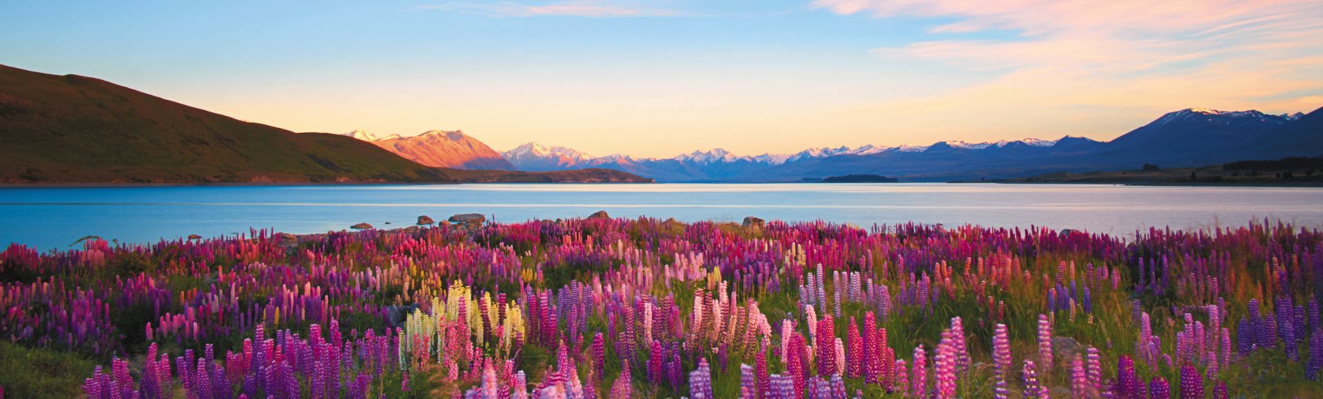 Vibrant lupins in shades of purple and pink bloom beside tranquil Lake Tekapo in New Zealand, framed by mountains under a soft, pastel sky at sunset.