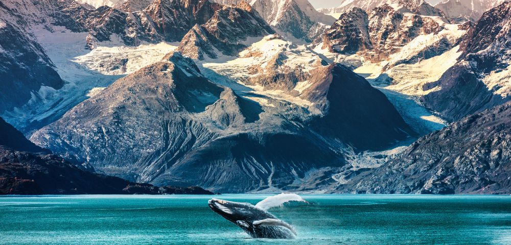 A whale breaches the turquoise water in front of majestic, snow-capped mountains, creating a stunning natural scene.
