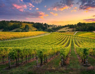 A vibrant vineyard at sunset with lush, orderly rows of grapevines. The sky is painted in warm hues of orange, pink, and purple, creating a serene atmosphere.