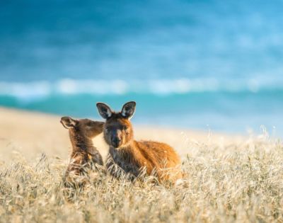 Two kangaroos sit closely in a sunlit grassy field with a blurred ocean backdrop. The scene conveys warmth and tranquility by the beach.