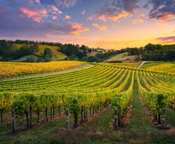 A vibrant vineyard at sunset with lush, orderly rows of grapevines. The sky is painted in warm hues of orange, pink, and purple, creating a serene atmosphere.