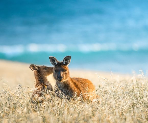 Two kangaroos sit closely in a sunlit grassy field with a blurred ocean backdrop. The scene conveys warmth and tranquility by the beach.