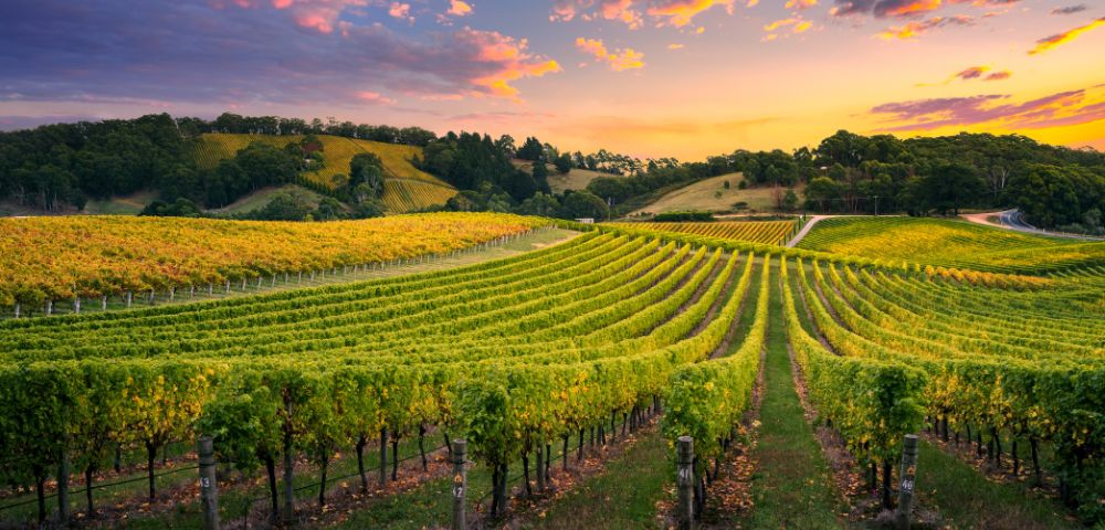 A vibrant vineyard at sunset with lush, orderly rows of grapevines. The sky is painted in warm hues of orange, pink, and purple, creating a serene atmosphere.
