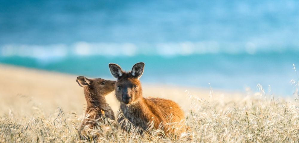 Two kangaroos sit closely in a sunlit grassy field with a blurred ocean backdrop. The scene conveys warmth and tranquility by the beach.