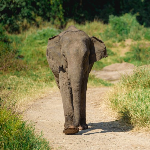 Young elephant walks along a dirt path surrounded by lush greenery. The atmosphere is serene, with sunlight casting gentle shadows on the ground.