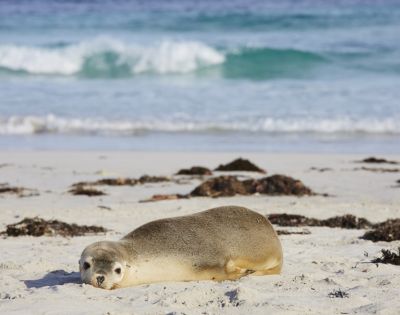A seal lies on a sandy beach with scattered seaweed, gazing toward the camera. Gentle ocean waves and a blue sky create a serene coastal backdrop.