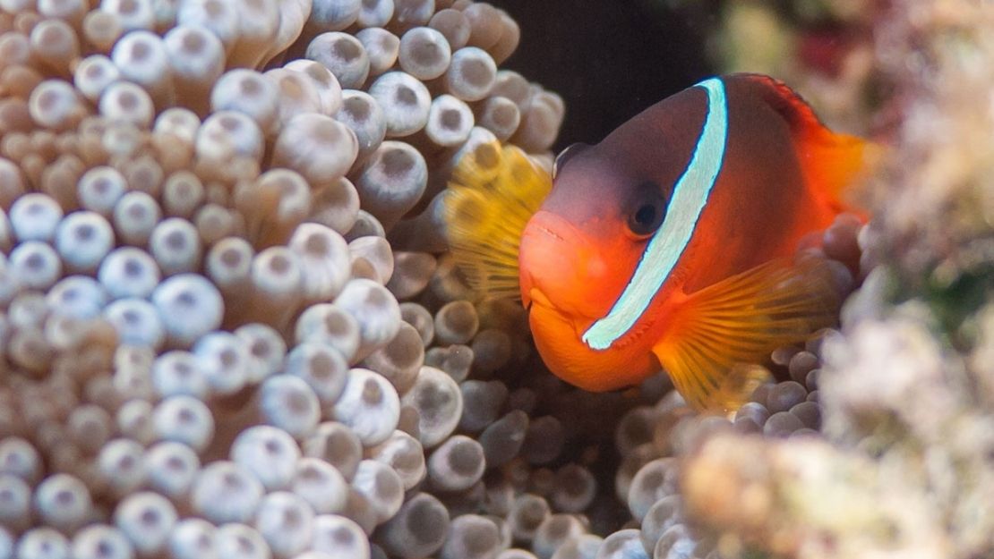 A vibrant clownfish with orange and white markings nestles among soft, rounded sea anemone tentacles, evoking a peaceful, underwater scene.