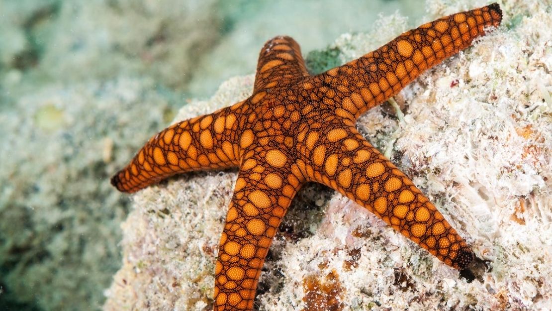 A brightly colored orange starfish with intricate black patterns rests on a textured, pale coral reef underwater, evoking a sense of marine tranquility.