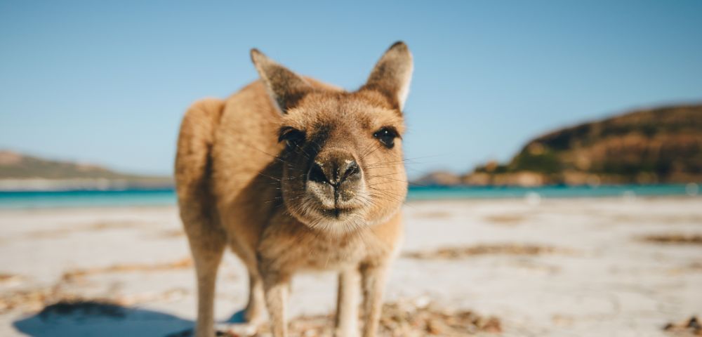 A curious kangaroo stands on a sandy beach, with clear blue water and hills in the background under a sunny sky.