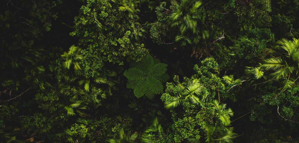 Aerial view of a dense, lush green rainforest, featuring various tropical plants.