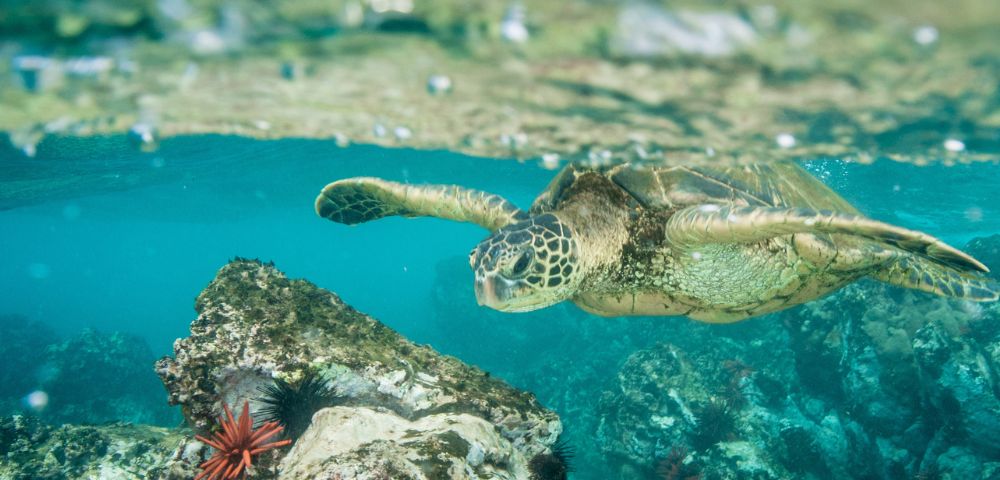 A sea turtle swims gracefully through clear blue water, near rocky formations and vibrant marine life.