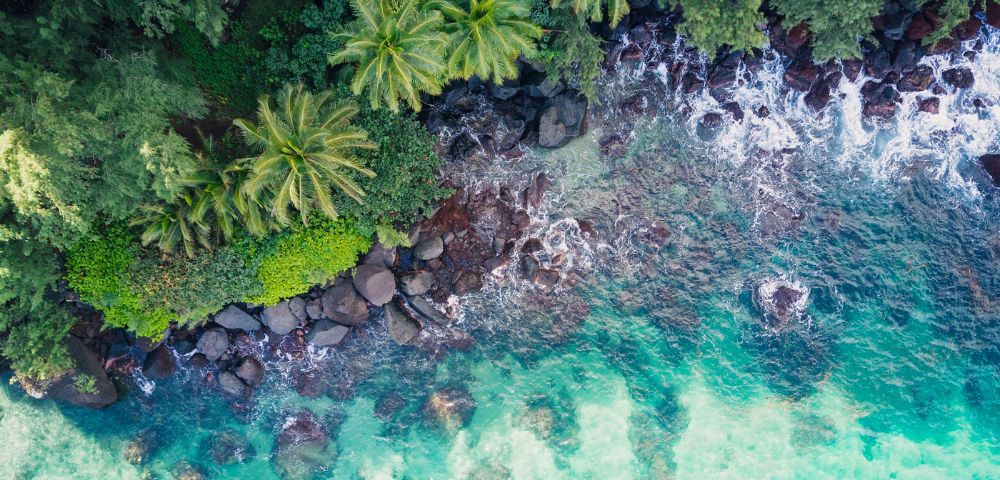 Aerial view of a vibrant tropical shoreline with lush green palm trees and dense foliage meeting clear turquoise water and rocky coast. Calm, serene mood.