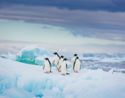 A group of penguins stands on a snowy, icy surface in Antarctica, with a backdrop of frozen landscapes and a cloudy sky, creating a serene polar scene.