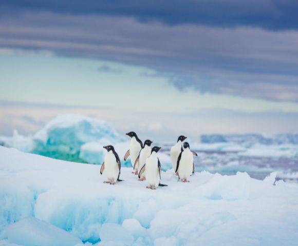 A group of penguins stands on a snowy, icy surface in Antarctica, with a backdrop of frozen landscapes and a cloudy sky, creating a serene polar scene.