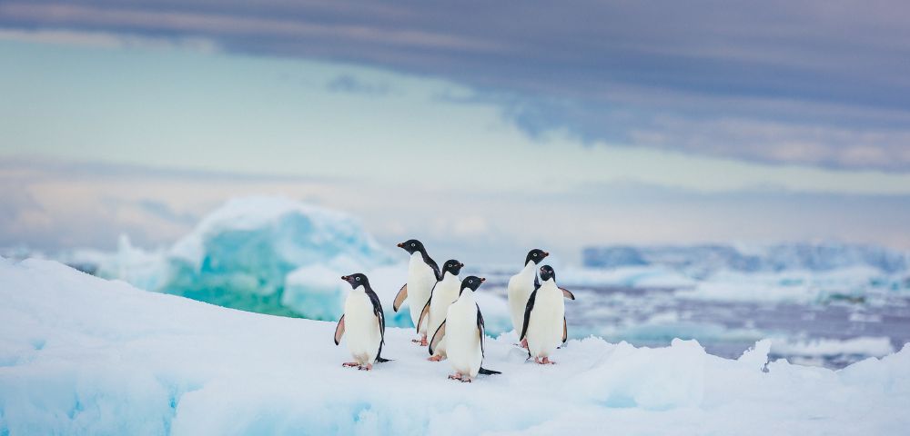 A group of penguins stands on a snowy, icy surface in Antarctica, with a backdrop of frozen landscapes and a cloudy sky, creating a serene polar scene.
