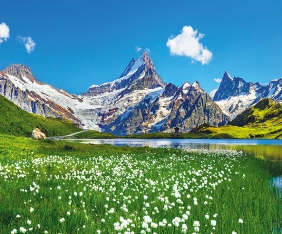 Scenic alpine landscape featuring a clear blue lake surrounded by lush green meadows with white wildflowers, grazing cows on the left, and towering snow-capped mountains under a bright blue sky with scattered clouds