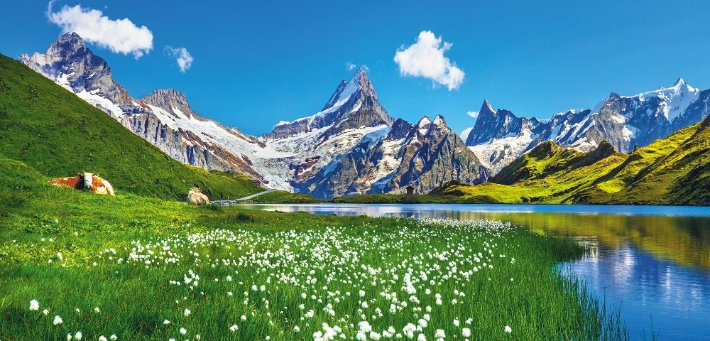 Scenic alpine landscape featuring a clear blue lake surrounded by lush green meadows with white wildflowers, grazing cows on the left, and towering snow-capped mountains under a bright blue sky with scattered clouds