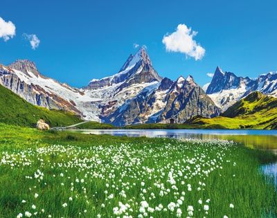 Scenic alpine landscape featuring a clear blue lake surrounded by lush green meadows with white wildflowers, grazing cows on the left, and towering snow-capped mountains under a bright blue sky with scattered clouds